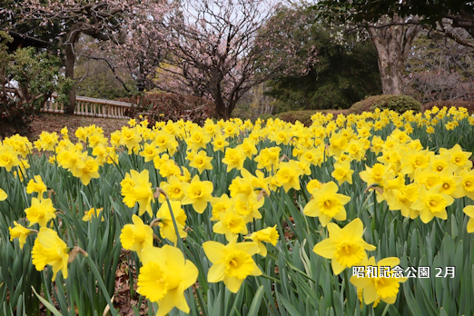 昭和記念公園 2月 昭和記念公園 2月
